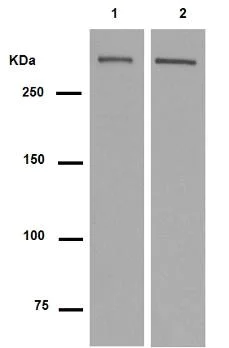 Western blot - Anti-DNA PKcs antibody [Y393] (AB32566)