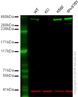 Western blot - Anti-DNA PKcs antibody [Y393] (AB32566)