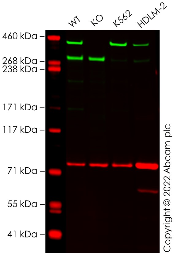 Western blot - Anti-DNA PKcs antibody [Y393] (ab32566), expandable thumbnail