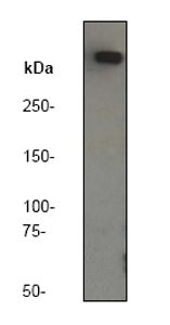 Western blot - Anti-DNA PKcs antibody [Y393] (ab32566), expandable thumbnail