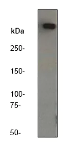 Western blot - Anti-DNA PKcs antibody [Y393] (AB32566)
