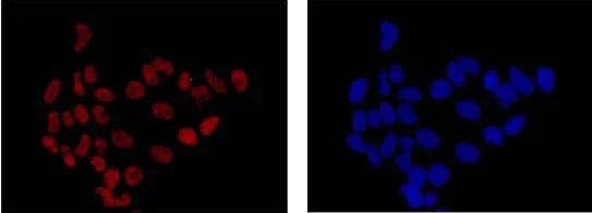 Immunocytochemistry/ Immunofluorescence - Anti-DNA PKcs antibody [Y393] - BSA and Azide free (AB174575)