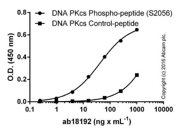 ELISA - Anti-DNA PKcs (phospho S2056) antibody (AB18192)