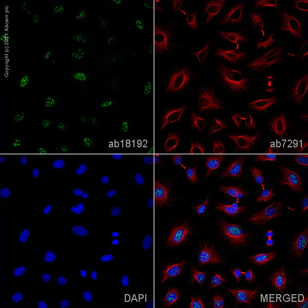 Immunocytochemistry/ Immunofluorescence - Anti-DNA PKcs (phospho S2056) antibody (AB18192)