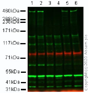 Western blot - Anti-DNA PKcs (phospho S2056) antibody (AB18192)