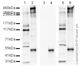 Western blot - Anti-DNA PKcs (phospho S2056) antibody (AB18192)