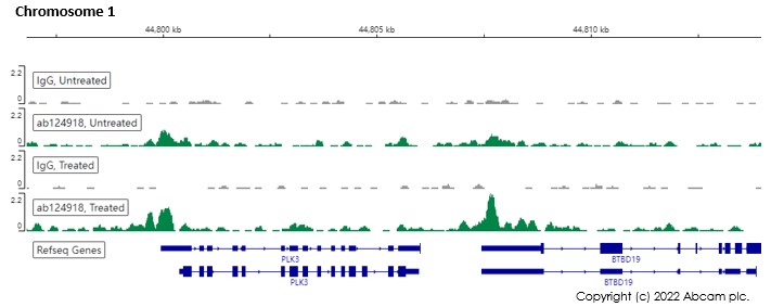 ChIC/CUT&RUN sequencing - Anti-DNA PKcs (phospho S2056) antibody [EPR5670] (ab124918), expandable thumbnail