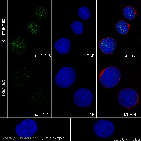 Immunocytochemistry/ Immunofluorescence - Anti-DNA PKcs (phospho S2056) antibody [EPR5670] (AB124918), expandable thumbnail
