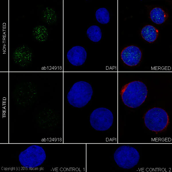 Immunocytochemistry/ Immunofluorescence - Anti-DNA PKcs (phospho S2056) antibody [EPR5670] (AB124918)