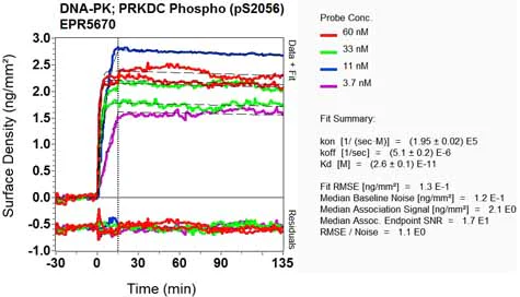 OI-RD Scanning - Anti-DNA PKcs (phospho S2056) antibody [EPR5670] (AB124918)