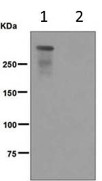 Western blot - Anti-DNA PKcs (phospho S2056) antibody [EPR5670] (AB124918), expandable thumbnail