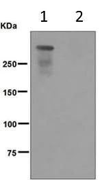 Western blot - Anti-DNA PKcs (phospho S2056) antibody [EPR5670] (AB124918)