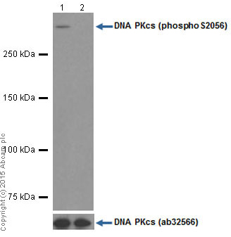 Western blot - Anti-DNA PKcs (phospho S2056) antibody [EPR5670] (AB124918), expandable thumbnail