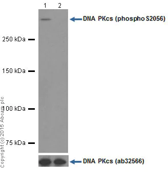 Western blot - Anti-DNA PKcs (phospho S2056) antibody [EPR5670] (AB124918)