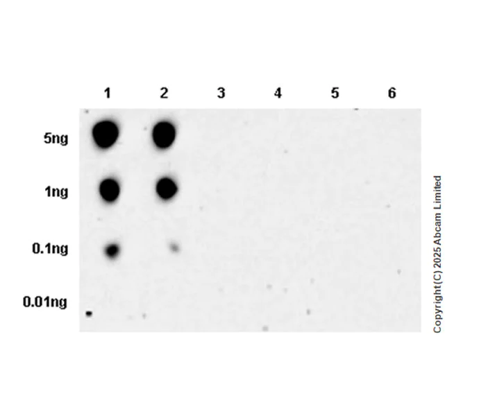 Dot Blot - Anti-DNA PKcs (phospho T2609) antibody [EPR27165-32] - BSA and Azide free (AB323878)