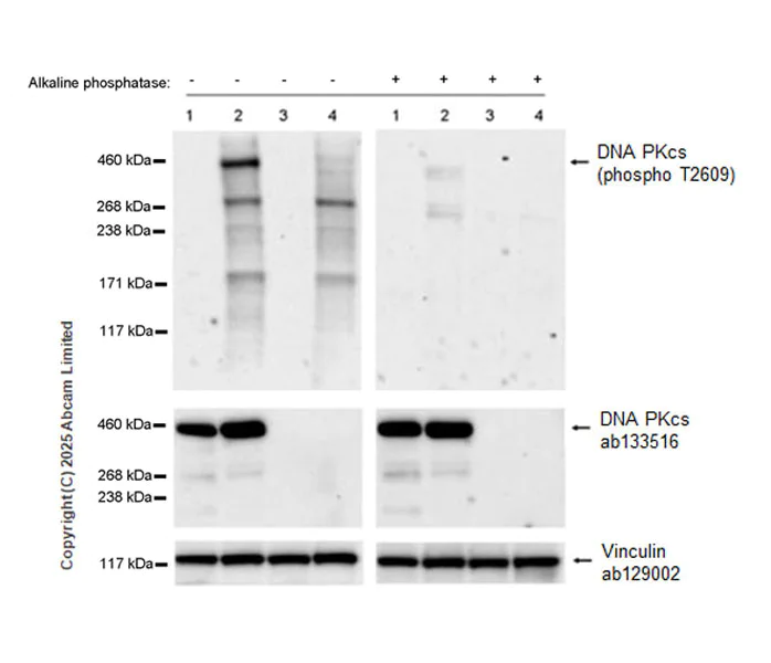 Western blot - Anti-DNA PKcs (phospho T2609) antibody [EPR27165-32] - BSA and Azide free (AB323878)