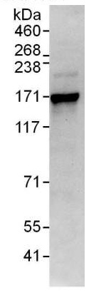 Immunoprecipitation - Anti-DNA polymerase alpha/POLA antibody (AB176734)