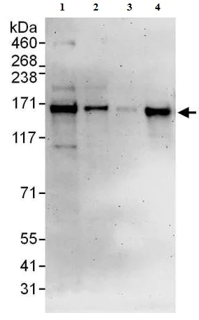 Western blot - Anti-DNA polymerase alpha/POLA antibody (AB176734)