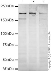 Western blot - Anti-DNA polymerase alpha/POLA antibody (AB31777)
