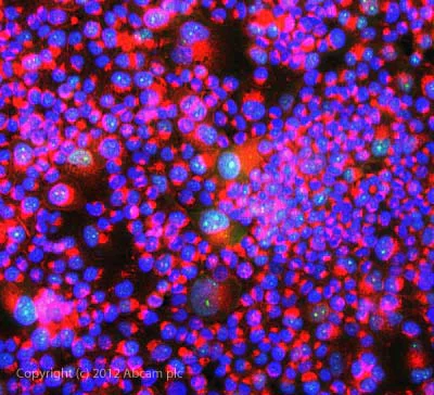 Immunocytochemistry/ Immunofluorescence - Anti-DNA Polymerase beta antibody (AB26343)