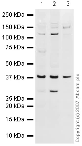 Western blot - Anti-DNA Polymerase beta antibody (AB26343)