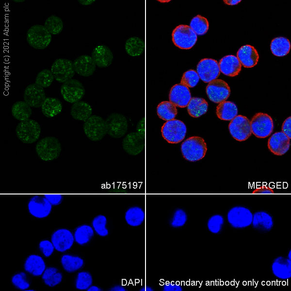 Immunocytochemistry/ Immunofluorescence - Anti-DNA Polymerase beta antibody [EPR12722(B)] (AB175197)