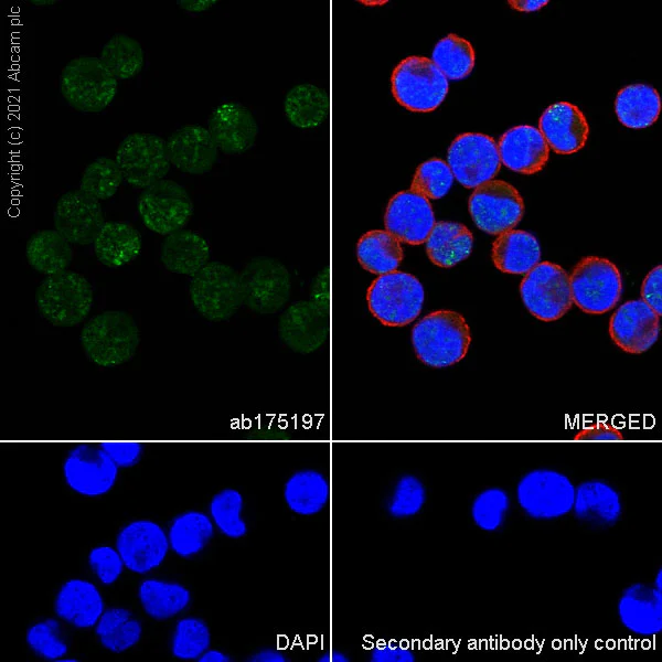 Immunocytochemistry/ Immunofluorescence - Anti-DNA Polymerase beta antibody [EPR12722(B)] (AB175197)