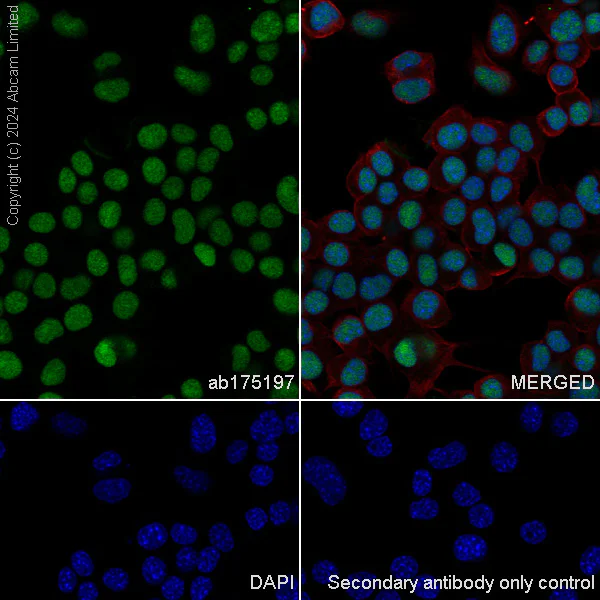 Immunocytochemistry/ Immunofluorescence - Anti-DNA Polymerase beta antibody [EPR12722(B)] (AB175197)