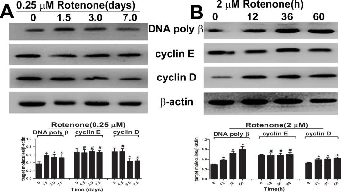 Western blot - Anti-DNA Polymerase beta antibody [EPR12722(B)] (AB175197)