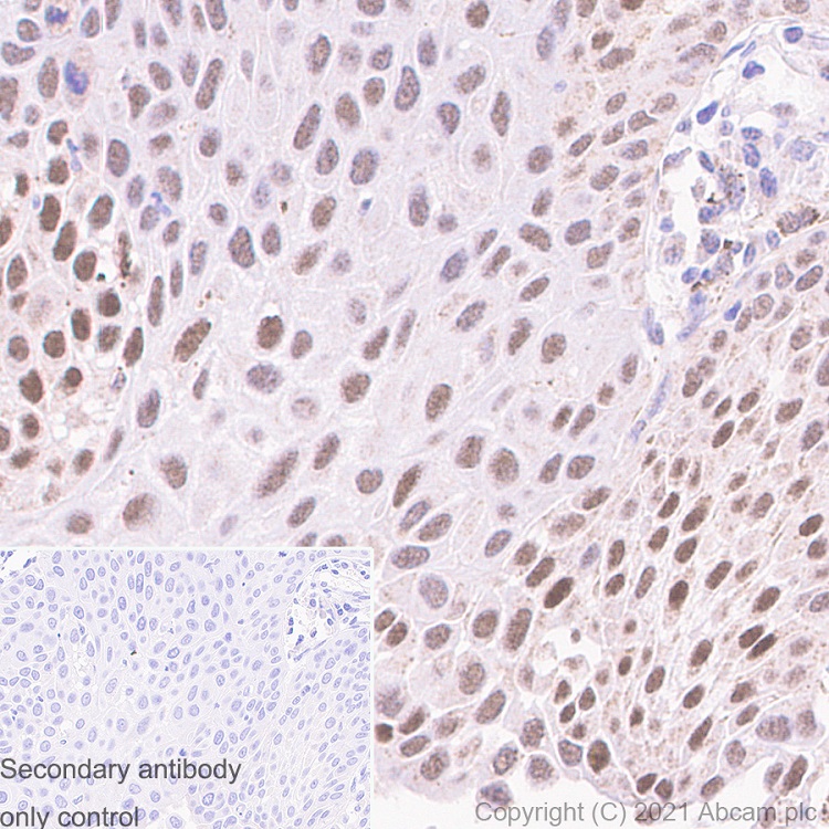 Immunohistochemistry (Formalin/PFA-fixed paraffin-embedded sections) - Anti-DNA Polymerase beta antibody [EPR12722(B)] - BSA and Azide free (AB249852), expandable thumbnail