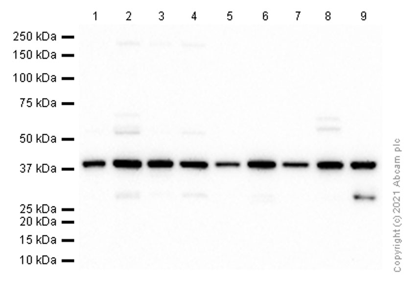Western blot - Anti-DNA Polymerase beta antibody [EPR12722(B)] - BSA and Azide free (AB249852), expandable thumbnail