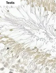 Immunohistochemistry paraffin embedded sections - Anti-DNA polymerase beta antibody [HL1512] (AB308159)