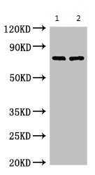 Western blot - Anti-DNA polymerase eta antibody (AB234855)
