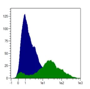 Flow Cytometry - Anti-DNA polymerase eta antibody (AB236450)