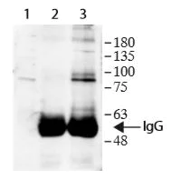 Immunoprecipitation - Anti-DNA polymerase eta antibody (AB236450)