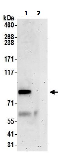 Immunoprecipitation - Anti-DNA polymerase eta antibody (AB245567)