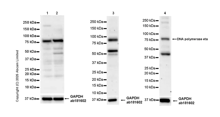 Western blot - Anti-DNA polymerase eta antibody [EPR29670-68] (AB324350)