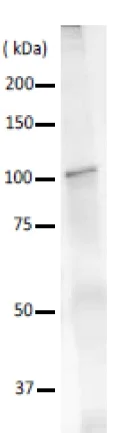 Immunoprecipitation - Anti-DNA polymerase I antibody (AB188424)