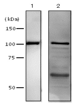 Western blot - Anti-DNA polymerase I antibody (AB188424), expandable thumbnail