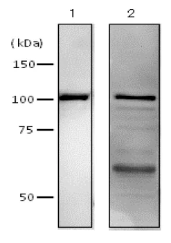 Western blot - Anti-DNA polymerase I antibody (AB188424)