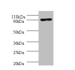 Western blot - Anti-DNA polymerase I antibody (AB193613)