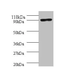 Western blot - Anti-DNA polymerase I antibody (AB193613)