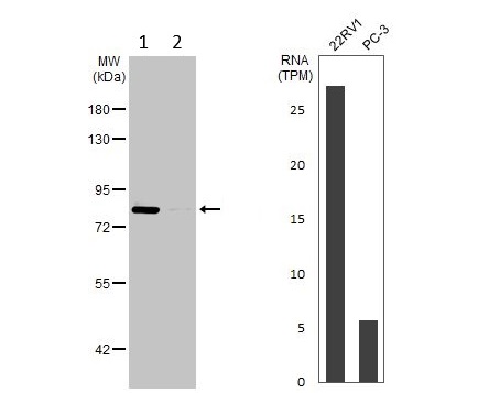 Western blot - Anti-DNA Polymerase iota antibody (AB228783)