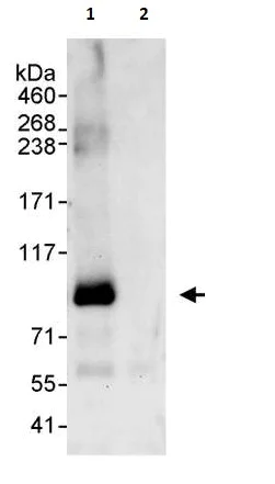 Immunoprecipitation - Anti-DNA Polymerase iota antibody (AB264193)
