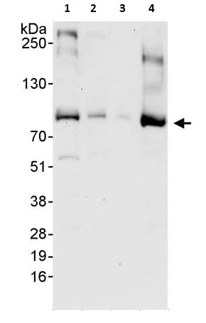 Western blot - Anti-DNA Polymerase iota antibody (AB264193)