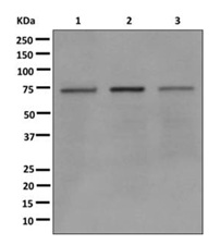 Western blot - Anti-DNA Polymerase lambda antibody [EPR7519(2)] (AB172974), expandable thumbnail