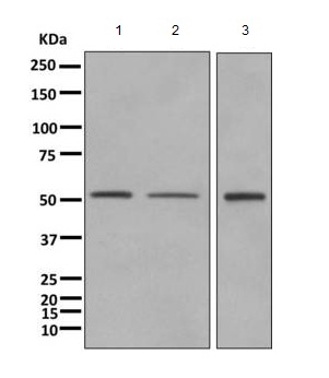 Western blot - Anti-DNA polymerase mu antibody [EPR10470(B)] (AB157465)