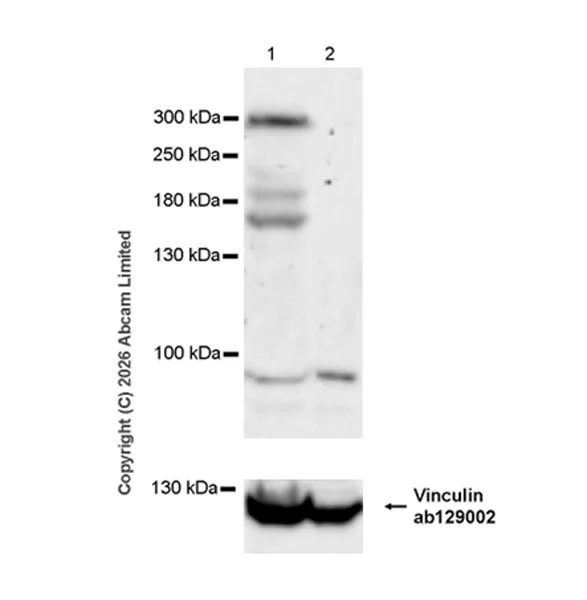 Western blot - Anti-DNA Polymerase theta antibody [EPR28988-1] - BSA and Azide free (AB326948)