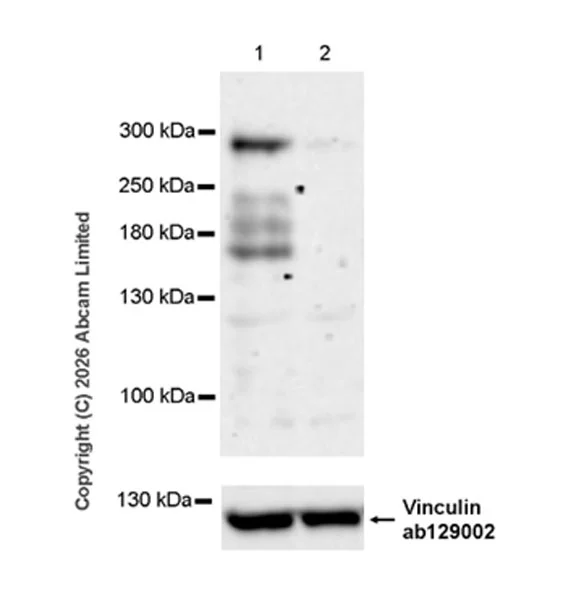 Western blot - Anti-DNA Polymerase theta antibody [EPR28988-1] - BSA and Azide free (AB326948)