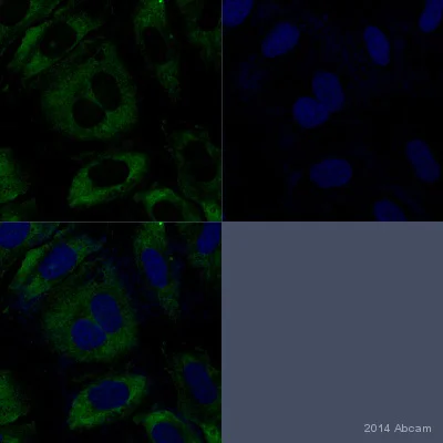Immunocytochemistry - Anti-DNA/RNA Damage antibody [15A3] (AB62623)
